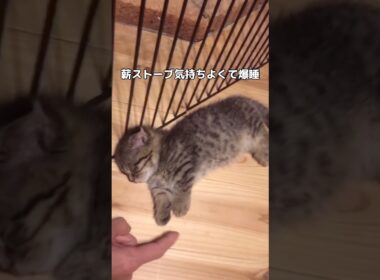 まだ子猫なのに薪ストーブの威力を思い知った猫 #猫 #子猫 #shorts