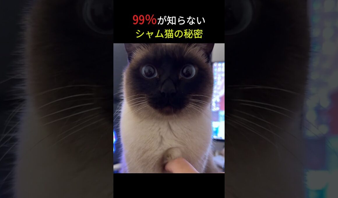 シャム猫の毛色が温度で変わる理由