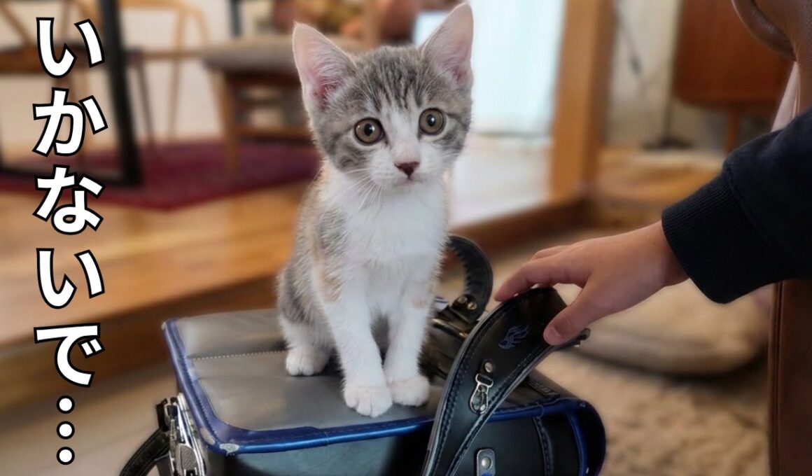 お兄ちゃん学校行かないで…切なすぎる子ねこ【野良猫・保護猫】