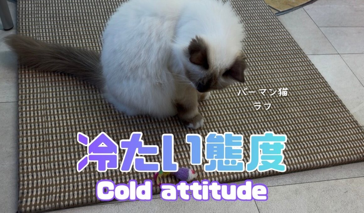 バーマン猫ガブとラフ【冷たい態度】Cold attitude（バーマン猫）Birman/Cat