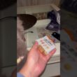 ナッツのアイランド #ねこ動画 #アメリカンカール