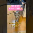 【子猫】ごはん時間が近づいてる‼️急げママ‼️ #猫 #ロシアンブルー #catshorts #shorts