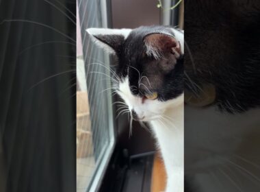 イモムシを見つけた猫 #ヒソカの日常 #猫 #ネコ