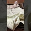 シャムねこ雫ちゃん。コットの下に落ちたネコジャラシを取ろうと、一生懸命になるがｗ