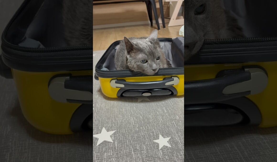 もう出掛けさせない_20260919 #shorts #cat #ロシアンブルー #猫