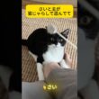 いじける猫の様子がかわいい😂#猫 #子猫 #shorts