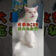舌、しまい忘れてますよ。【th】セルカークレックス 【猫動画】【猫のいる生活】