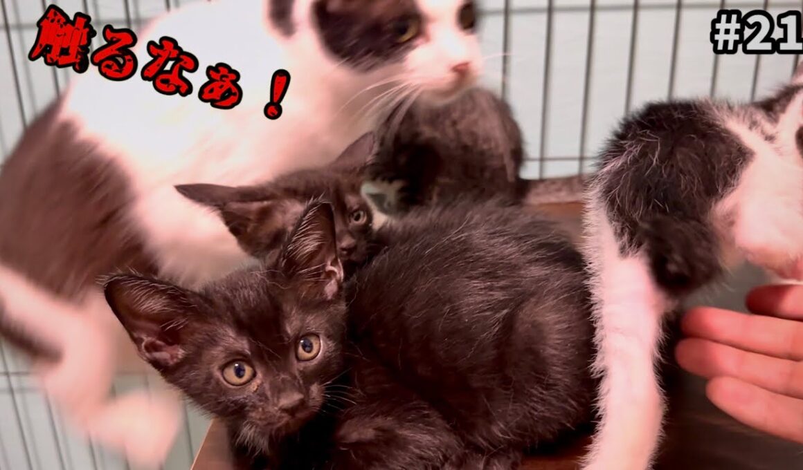 子猫を守るためとんでもない勢いで人馴れゼロ母猫が飛んできた