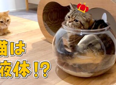 誕生日ボーイに猫用金魚鉢をプレゼントしたら可愛すぎました！