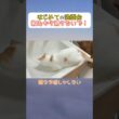 初めての洗面台にアクシデントだらけだ子猫 #猫 #ねこ #cat
