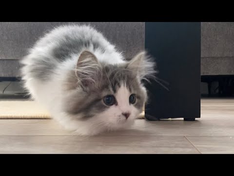 【後編】お迎えした子猫のモーニングルーティン-morning routine-【ノルウェージャンフォレストキャット】