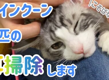 【猫の耳掃除】メインクーン2匹の耳掃除したらキュンカワ💕
