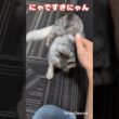 ソマリのリタちゃん初シッター　たくさんすりすりしてくれて可愛い過ぎる