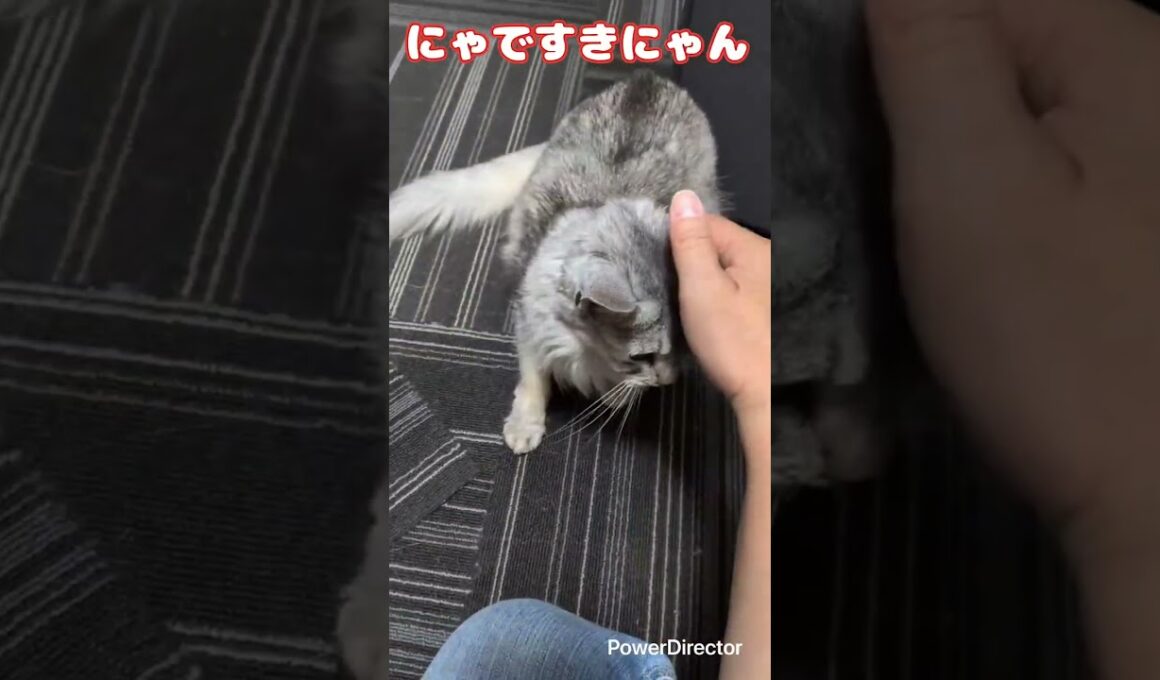 ソマリのリタちゃん初シッター　たくさんすりすりしてくれて可愛い過ぎる