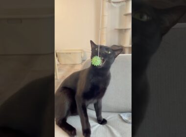 ハマっちゃった黒猫ボンベイ　#ねこ #ねこのいる生活 #ねこ動画 #ねこのいる暮らし #猫 #猫好きさんと繋がりたい #かわいい #癒やし #甘えん坊
