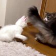 【遊ぼう♪】お兄ちゃんとはまだまだ仲良くなれない仔猫wwwノルウェージャンフォレストキャット、ターキッシュアンゴラ、メインクーン
