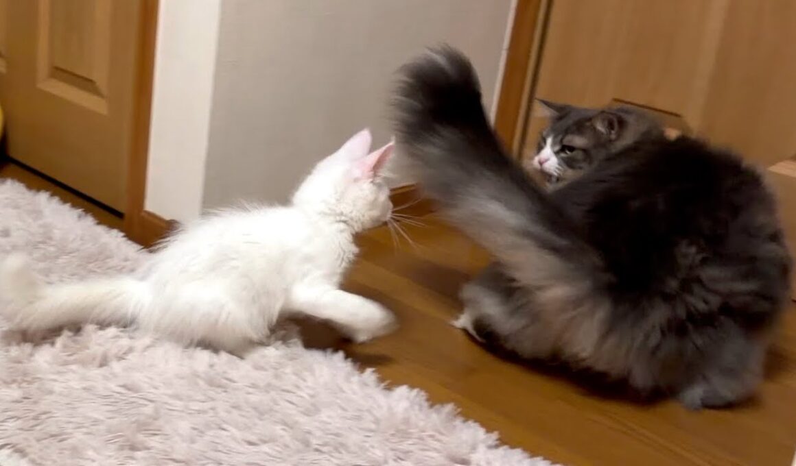 【遊ぼう♪】お兄ちゃんとはまだまだ仲良くなれない仔猫wwwノルウェージャンフォレストキャット、ターキッシュアンゴラ、メインクーン