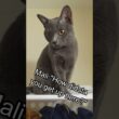 "Dad, Rescue Mali!" #funnycats #cutecat