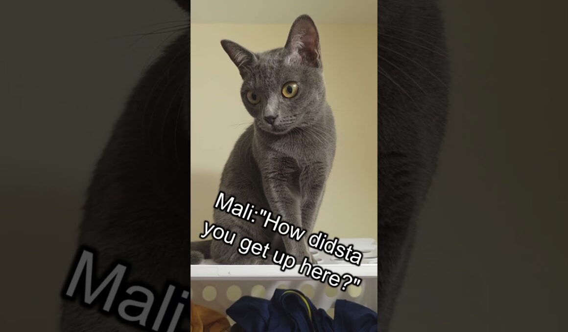 "Dad, Rescue Mali!" #funnycats #cutecat