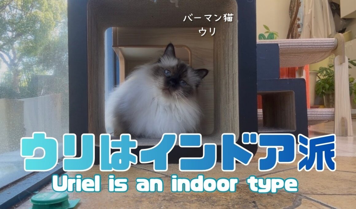 バーマン猫ウリとラフ【ウリはインドア派】Uriel is an indoor type （バーマン猫）Birman/Cat