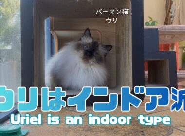 バーマン猫ウリとラフ【ウリはインドア派】Uriel is an indoor type （バーマン猫）Birman/Cat