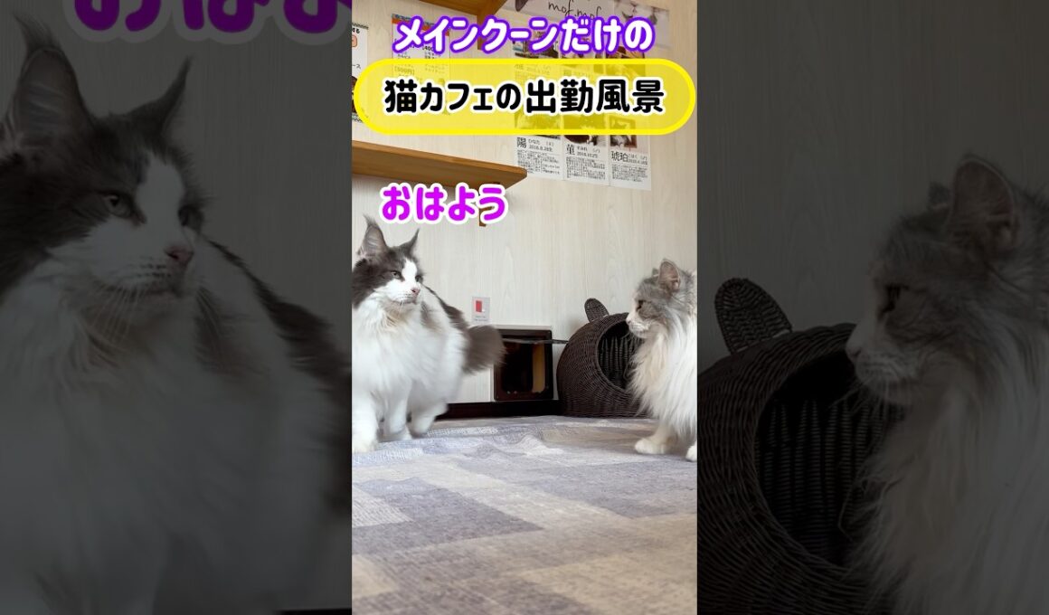 20260924メインクーンだけの【猫カフェの出勤風景】#cat #cooncat #mainecat #もふもふ