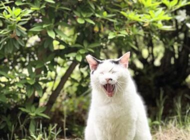 ノラ猫さんの繁殖管理 一匹ずつ丁寧に　スペイクリニックの輪を全国に　ねこから目線。の現場から
