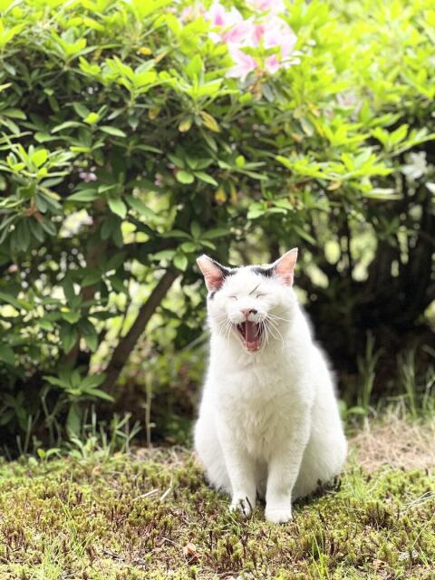 ノラ猫さんの繁殖管理 一匹ずつ丁寧に　スペイクリニックの輪を全国に　ねこから目線。の現場から