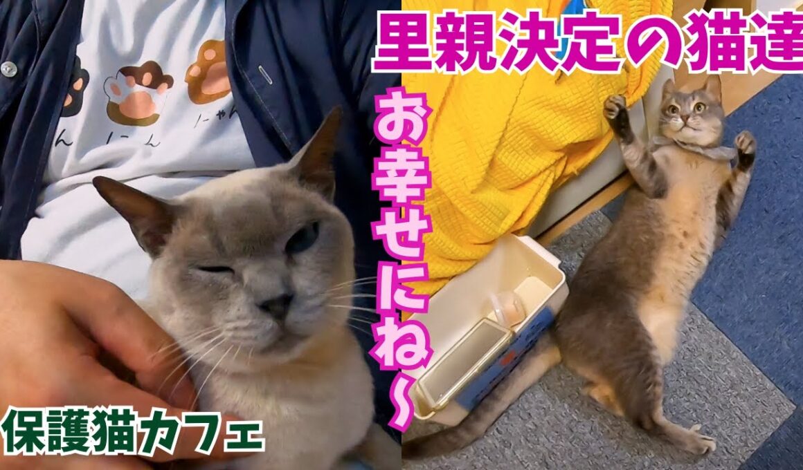 グレー猫のトンキニーズとソマリはおっとり膝乗りやへそ天で遊び里親決定（保護猫カフェ猫の惑星にゃーくる）京橋駅A rescued cat finds a new home