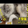【メインクーン】カルタをする賢い大型猫「猫に小判」をタッチ