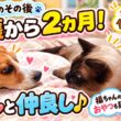 【保護から2ヶ月】捨て猫だったシャム猫の幸くんがわんぱく食いしん坊に！ビーグル犬ハルとの仲良し日常🐱🐶