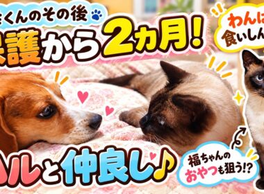 【保護から2ヶ月】捨て猫だったシャム猫の幸くんがわんぱく食いしん坊に！ビーグル犬ハルとの仲良し日常🐱🐶