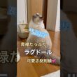 貫禄たっぷりのラグドール😽💕可愛さ反則級…🤭💕 #ラグドール #cat #猫好きさんと繋がりたい #ねこのいる生活 #ねこ動画 #多頭飼い