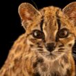 【動画】イエネコと思って拾った子ネコ、100年ぶりの新種だった | ナショナル ジオグラフィック日本版サイト