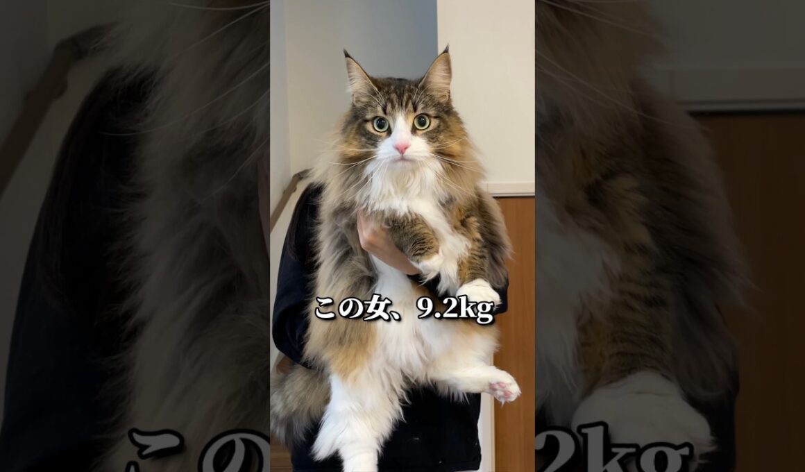 【密着】プロの巨大猫に迫るー。　　#cat #猫 #北欧猫 #ノルウェージャン #ノルウェージャンフォレストキャット