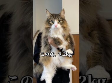 【密着】プロの巨大猫に迫るー。　　#cat #猫 #北欧猫 #ノルウェージャン #ノルウェージャンフォレストキャット
