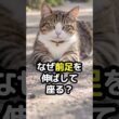 ネコはなぜ前足を伸ばして座る？香箱座りとの違いは？