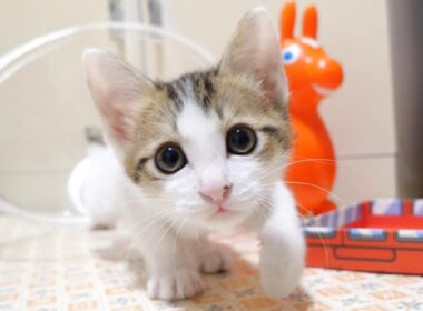 ごはんを貰えると勘違いした子猫達が大声で鳴きだしました【赤ちゃん猫　保護猫】【字幕付き】