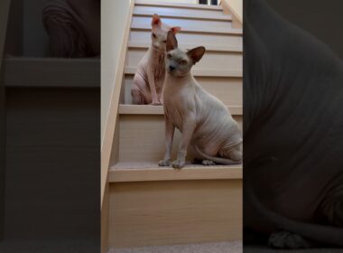 ママの帰りを待っていた猫スルタンとアレクサンドラ【スフィンクス】