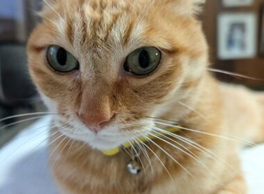 茶トラの毛並みが美しい猫 「起きたか」寝起きの飼い主さんを見下ろす迫力の表情が笑える 猫のプロフィールも紹介 | LIMO