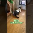 我が家のお猫様