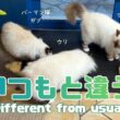 バーマン猫ガブとウリとラフ【いつもと違う】Different from usual（バーマン猫）Birman/Cat
