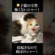 🐱まだ馴れてない子猫のぜんぜん怖くないシャー！   #cat #kitten #猫 #子猫 #ねこ #こねこ #保護猫  #shorts  #猫のいる暮らし