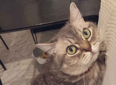 「ごまかし方が露骨」　いたずらがバレたねこ　とっさに見せたまさかの表情に「賢い」「なんや、その顔は」 | Hint-Pot