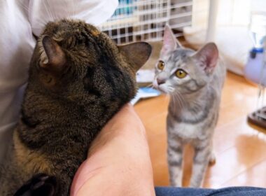 大騒ぎする姉猫に駆け寄る子猫。心配そうに見つめる姿が可愛すぎる【猫たちの爪切り】