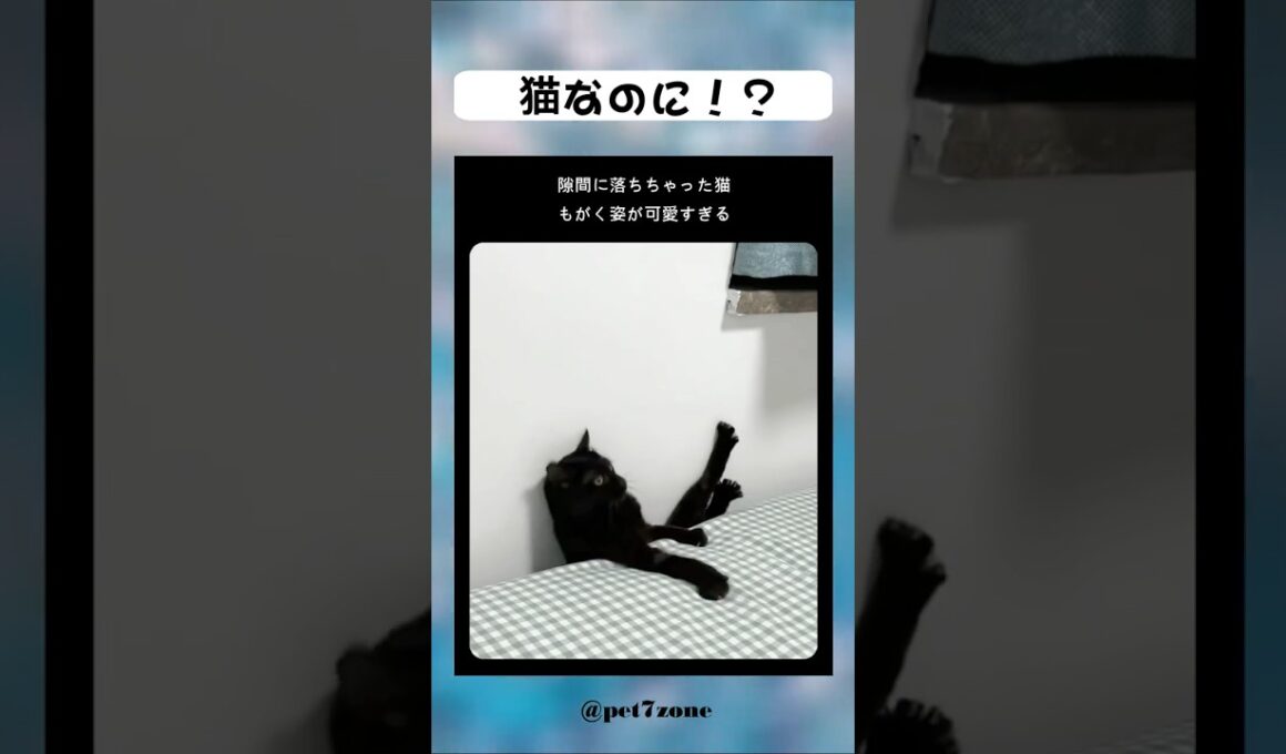 猫なのに！？ 😻💕 #shorts #cat #meow #kitten #catlovers #貓 #子猫 #猫好き #癒し猫 #猫動画 #もふもふ猫 #고양이 #बिल्ली