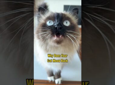Why Does Your Cat Meow Back When You Talk to Them?