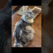 ご飯を待ちかまえる大型猫「ごはん、まだ？」#shorts