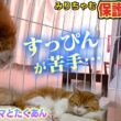 【保護猫生活】すっぴんのみりちゃむに茶トラ猫のたくあんとメンマが！！（嗚呼!!みんなの動物園）