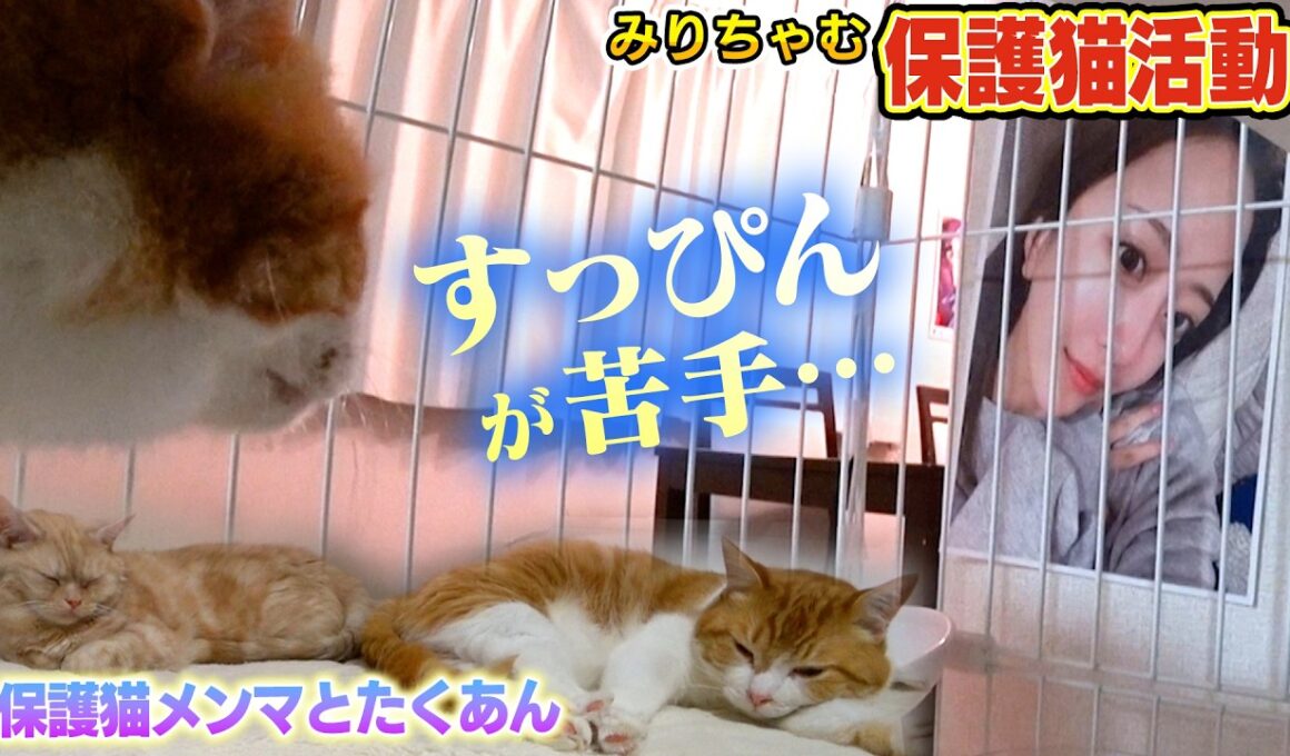【保護猫生活】すっぴんのみりちゃむに茶トラ猫のたくあんとメンマが！！（嗚呼!!みんなの動物園）